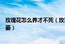 玫瑰花怎么养才不死（玫瑰花要怎样养才能一年四季都不枯萎）