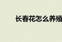 长春花怎么养殖（长春花如何养殖）