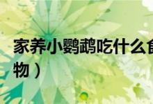 家养小鹦鹉吃什么食物（家养小鹦鹉吃哪些食物）