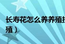 长寿花怎么养养殖技巧是什么（长寿花怎样养殖）