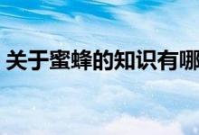 关于蜜蜂的知识有哪些（蜜蜂知识了解一下）