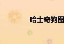 哈士奇狗图片（哈士奇狗）
