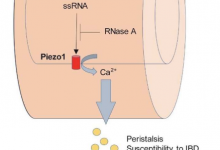 Gut Piezo1 通过 RNA 传感调节肠道和骨骼稳态