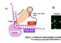 用于基因治疗的 ADAR 人工 RNA 编辑