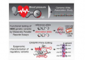 解码我们 DNA 的暗物质 研究将遗传变异与血压调节联系起来