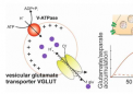 突触小泡如何积累谷氨酸