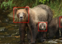 团队旨在在棕熊保护工作中使用 Raspberry Pi