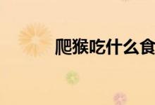 爬猴吃什么食物最好（爬猴网）