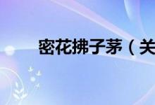 密花拂子茅（关于密花拂子茅介绍）