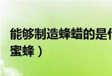 能够制造蜂蜡的是什么蜂（制造蜂蜡的是哪种蜜蜂）