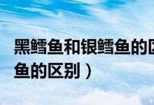 黑鳕鱼和银鳕鱼的区别在哪里（黑鳕鱼和银鳕鱼的区别）