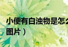 小便有白浊物是怎么回事（小便有白色浑浊物图片）