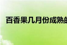 百香果几月份成熟的（百香果几月份成熟）