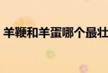 羊鞭和羊蛋哪个最壮阳（羊蛋清洗视频教程）