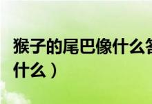 猴子的尾巴像什么答案一年级（猴子的尾巴像什么）