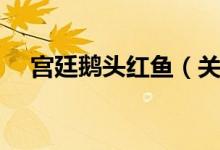 宫廷鹅头红鱼(关于宫廷鹅头红鱼介绍)