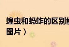 蝗虫和蚂蚱的区别能吃吗（蝗虫和蚂蚱的区别图片）