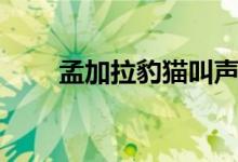 孟加拉豹猫叫声（孟加拉豹猫价格）