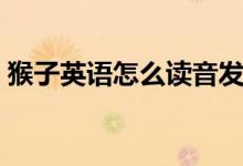 猴子英语怎么读音发音（猴子英语怎么读音）