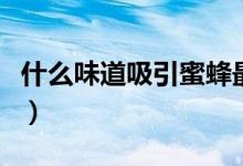什么味道吸引蜜蜂最快（引诱蜜蜂最快的方法）