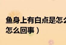 鱼身上有白点是怎么回事呢（鱼身上有白点是怎么回事）