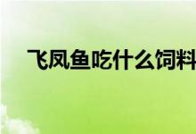 飞凤鱼吃什么饲料最好(飞凤鱼吃什么)