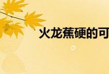 火龙蕉硬的可以吃吗(火龙蕉)
