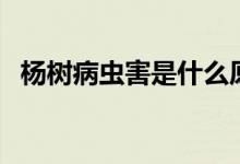 杨树病虫害是什么原因（杨树病虫害防治）