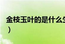 金枝玉叶的是什么生肖（金枝玉叶打一个生肖）