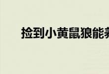 捡到小黄鼠狼能养吗（黄鼠狼能养吗）