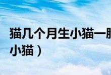 猫几个月生小猫一胎可以生几只（猫几个月生小猫）