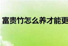 富贵竹怎么养才能更旺盛（富贵竹土养方法）
