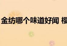 金纺哪个味道好闻 樱花（金纺哪个味道好闻）