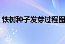 铁树种子发芽过程图片（铁树种子怎样种植）