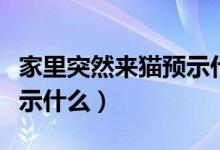 家里突然来猫预示什么征兆（家里突然来猫预示什么）