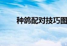 种鸽配对技巧图解（种鸽配对技巧）