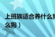 上班族适合养什么狗不掉毛（上班族适合养什么狗）