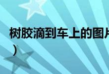 树胶滴到车上的图片（树胶滴到车上怎么去掉）