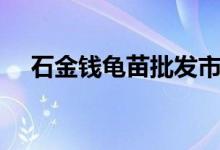 石金钱龟苗批发市场（石金钱龟苗价格）