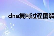 dna复制过程图解简图（dna复制过程）