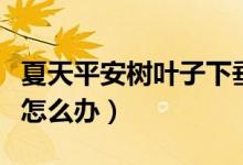 夏天平安树叶子下垂怎么办（平安树叶子下垂怎么办）
