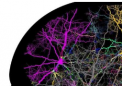 Reelin-Nrp1 相互作用调节新皮质树突发育