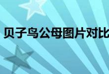 贝子鸟公母图片对比（贝子鸟公母区分图片）