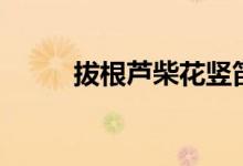 拔根芦柴花竖笛演奏(竖笛演奏)