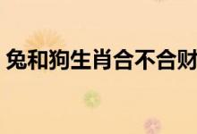 兔和狗生肖合不合财运（兔和狗生肖合不合）