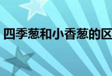 四季葱和小香葱的区别（胡葱和香葱的区别）