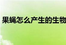 果蝇怎么产生的生物理论（果蝇怎么产生的）