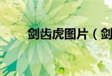 剑齿虎图片（剑齿虎个人能买到吗）