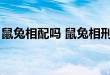 鼠兔相配吗 鼠兔相刑反而大吉(鼠兔相配吗)
