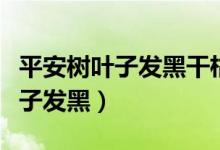 平安树叶子发黑干枯掉落怎么救治（平安树叶子发黑）